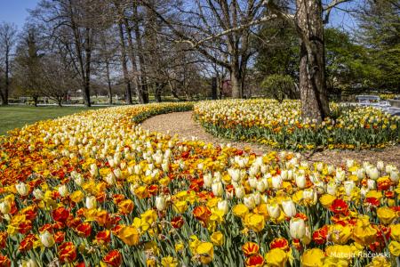 Spomladanska razstava Arboretum Volčji Potok Foto Mateja Račevski-22